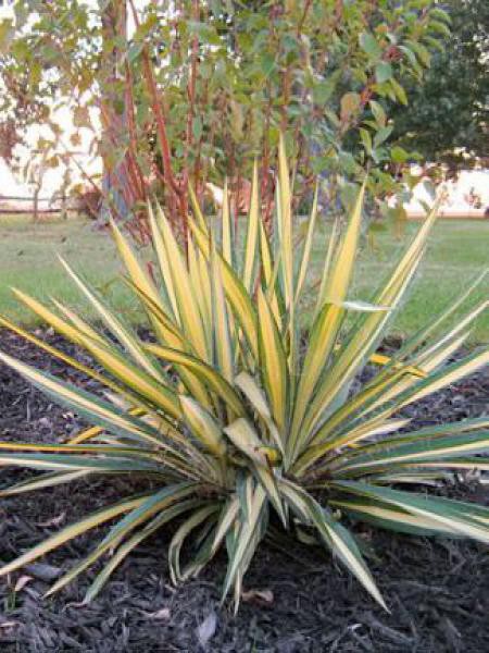 Yucca Filamentosa Color Guard Yucca Filamentosa Le Jardin Du Pic Vert