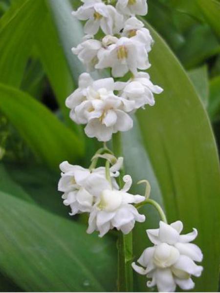 Muguet Prolificans Convallaria Majalis Le Jardin Du Pic Vert