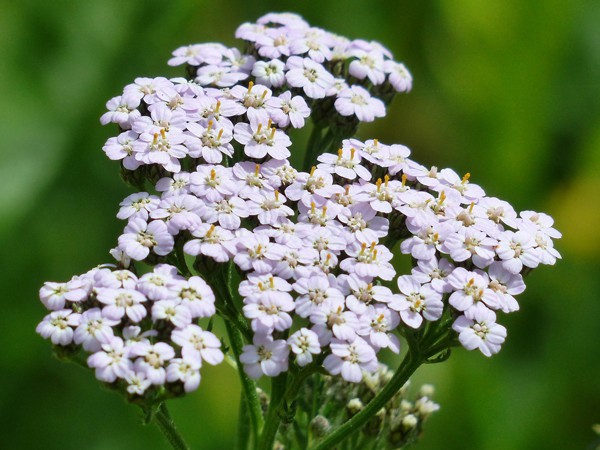 Achillea