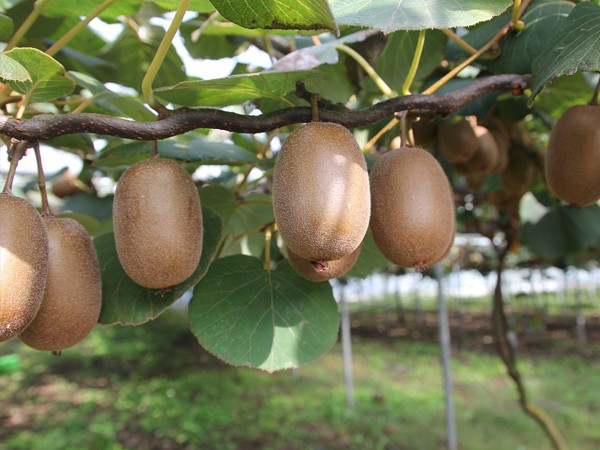 Actinidia