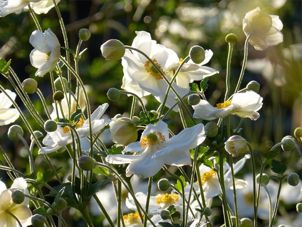 Anemone hupehensis