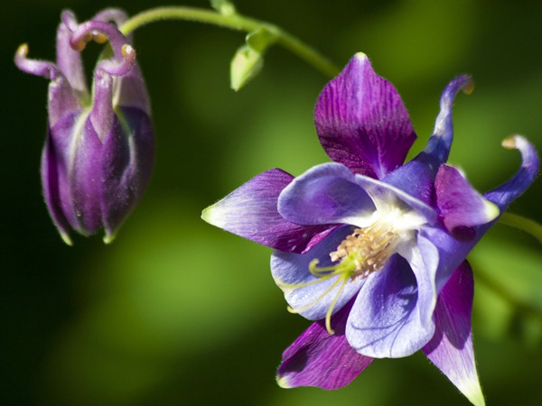 Aquilegia