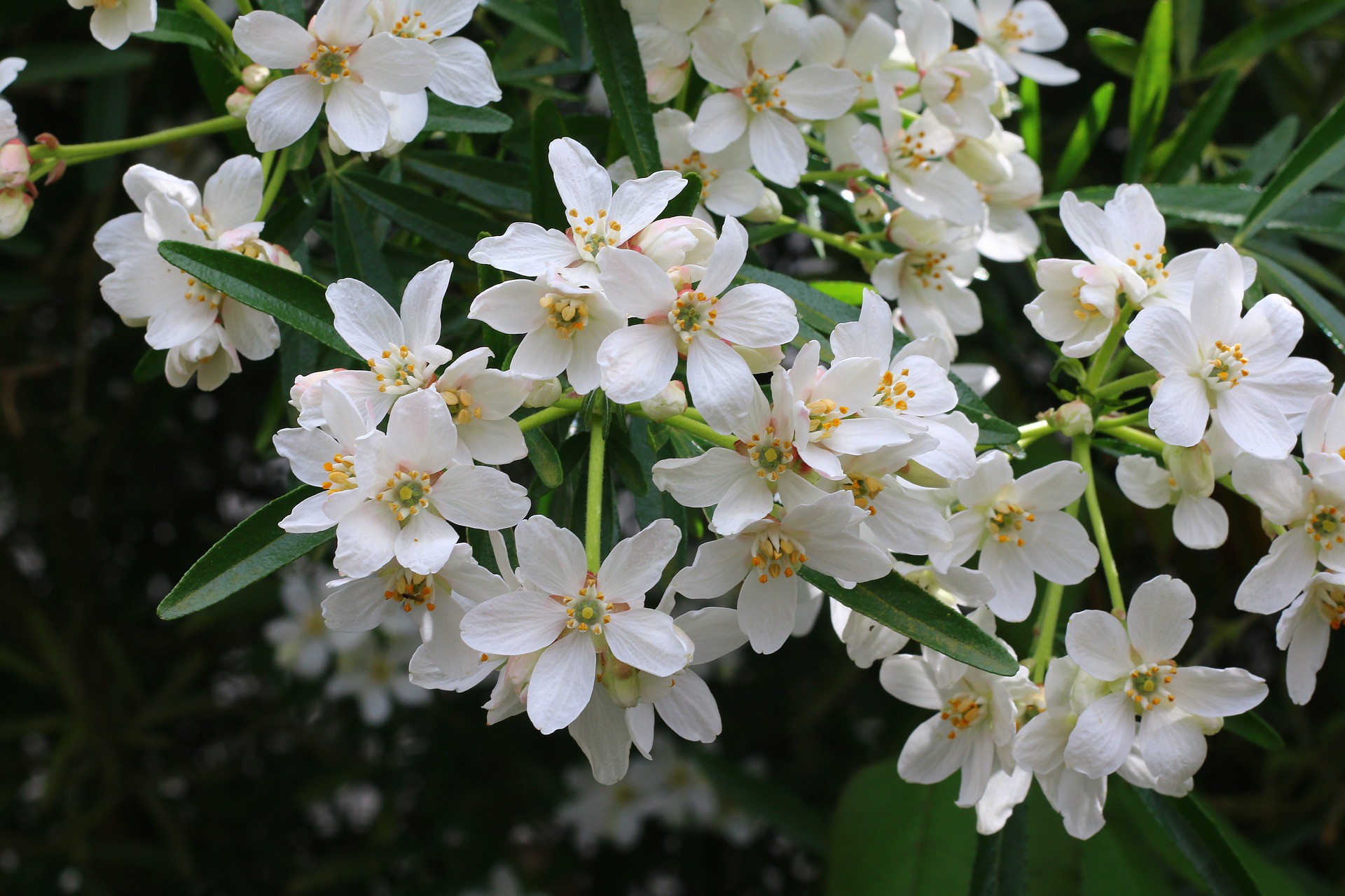 Arbustes à floraison printanière