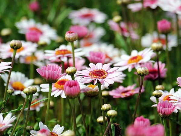 Argyranthemum frutescens