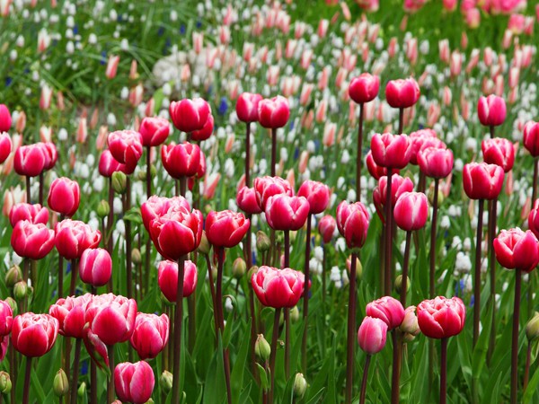 Bulbes à floraison printanière