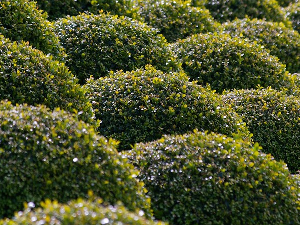 Buxus