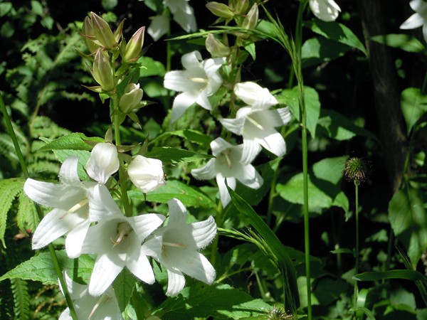 Campanula