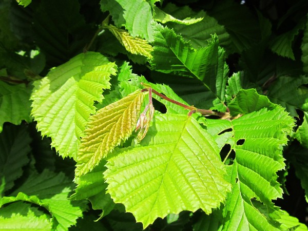 Carpinus