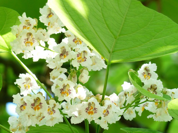 Catalpa