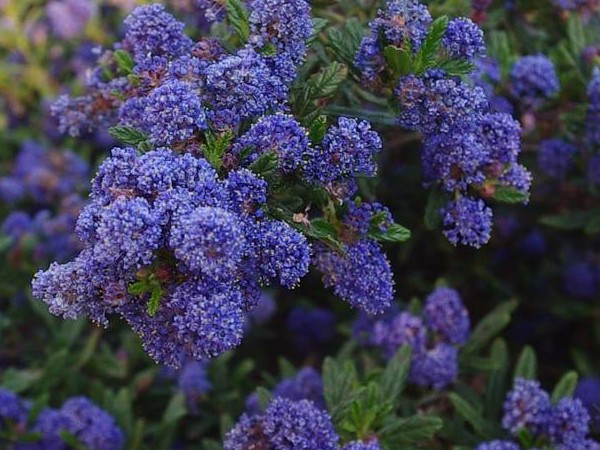 Ceanothus