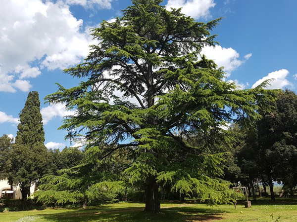 Cedrus