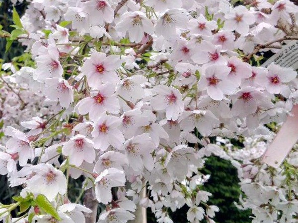 Cerisiers à fleurs