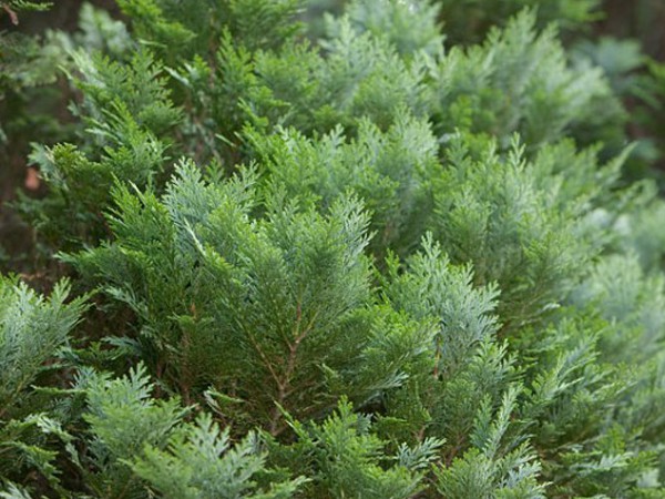 Chamaecyparis lawsoniana