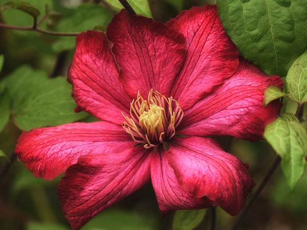 Clematis