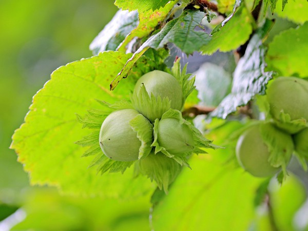 Corylus