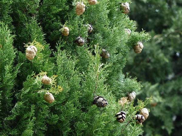 Cupressus sempervirens