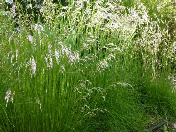 Deschampsia