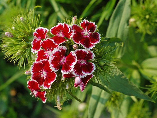 Dianthus