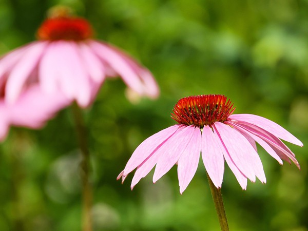 Echinacea