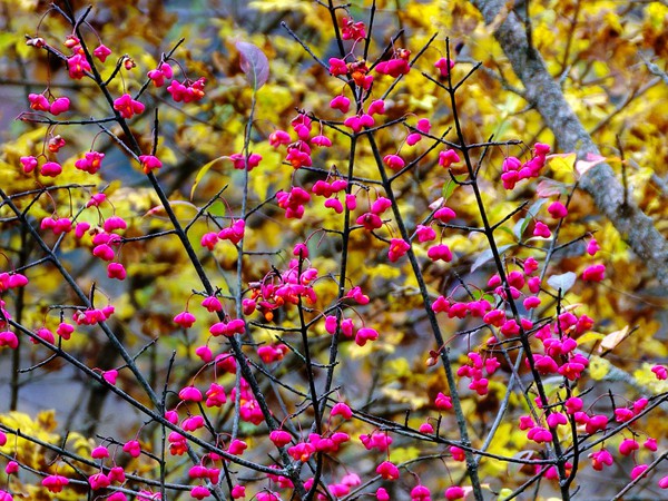 Euonymus