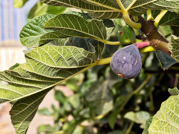 Ficus carica