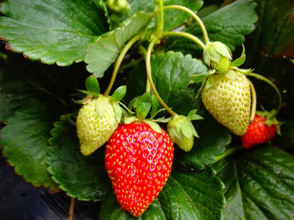 Fragaria alpine Vesca - Petite Pâtissière - Les Jardins Gourmands Inc.