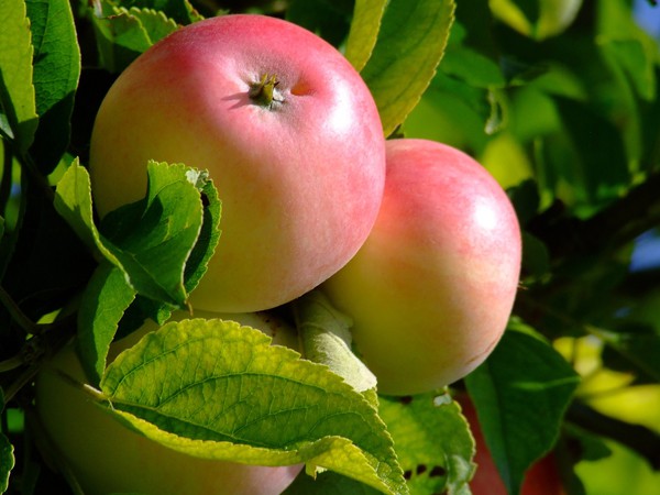 Fruitiers et petits fruits