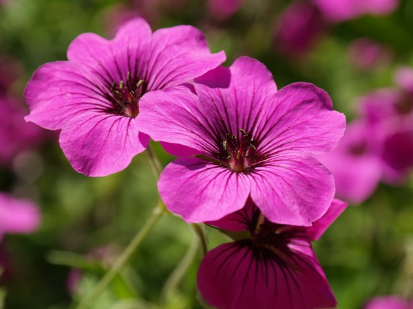 Geranium