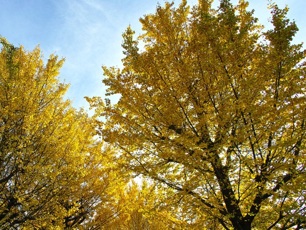 Ginkgo