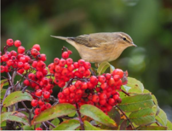 Haies pour les oiseaux