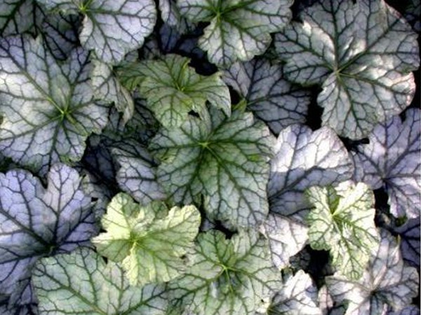 Heuchera