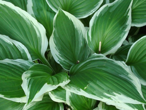 Hosta