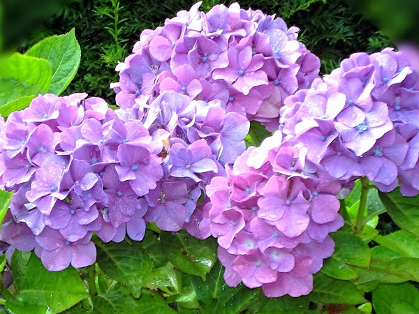 Hydrangea