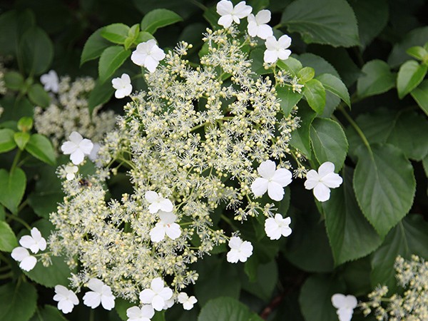 Hydrangea petiolaris