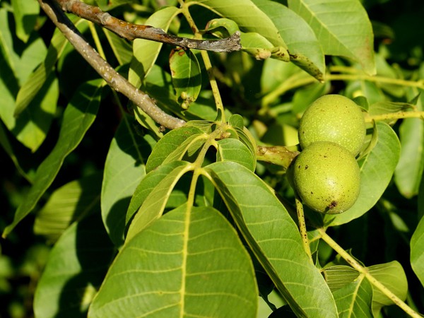 Juglans