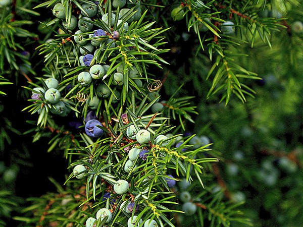 Juniperus