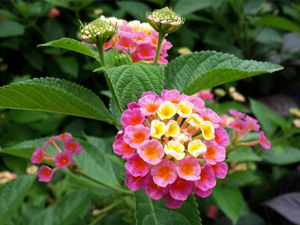 Lantana