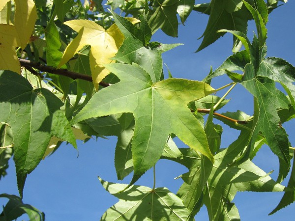 Liquidambar