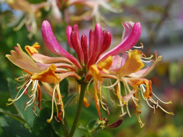 Lonicera