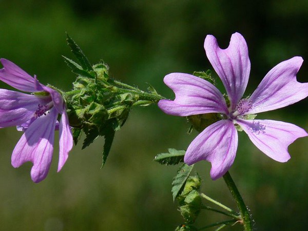 Malva sylvestris-Grande mauve - Achat en ligne sur Jardin du Pic Vert