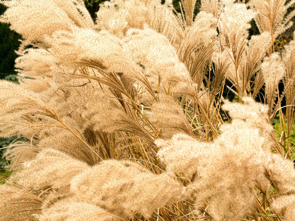 Miscanthus sinensis