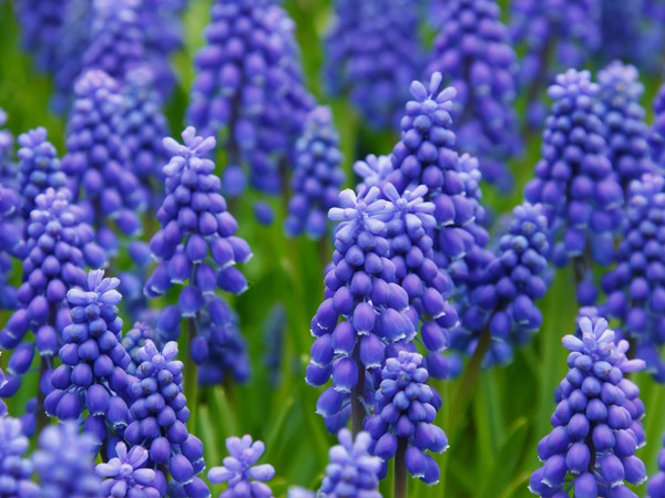 Muscari