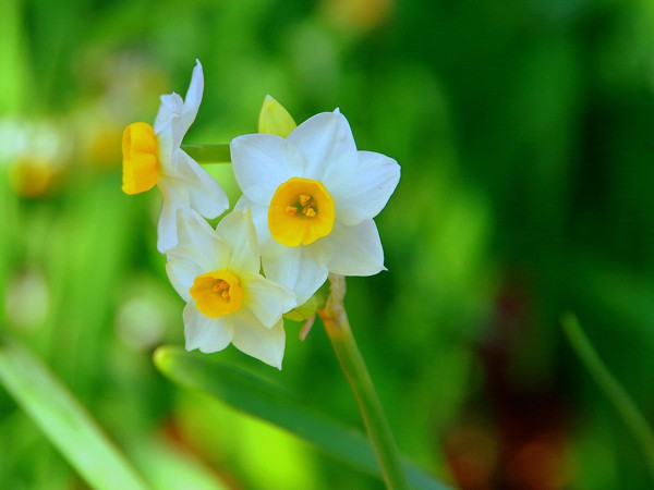 Narcissus