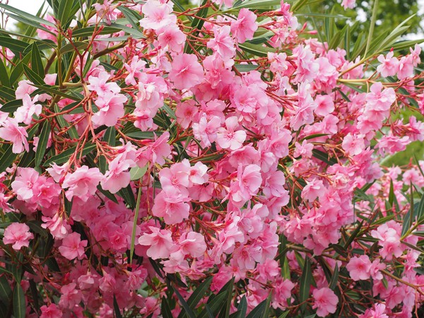 Nerium oleander