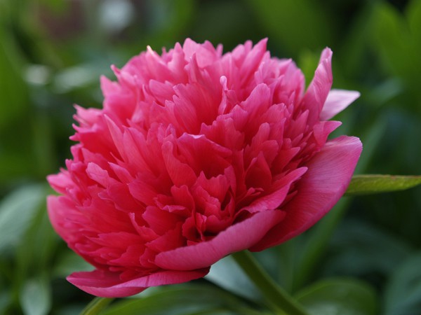 Paeonia lactiflora