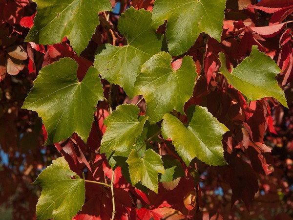 Parthenocissus