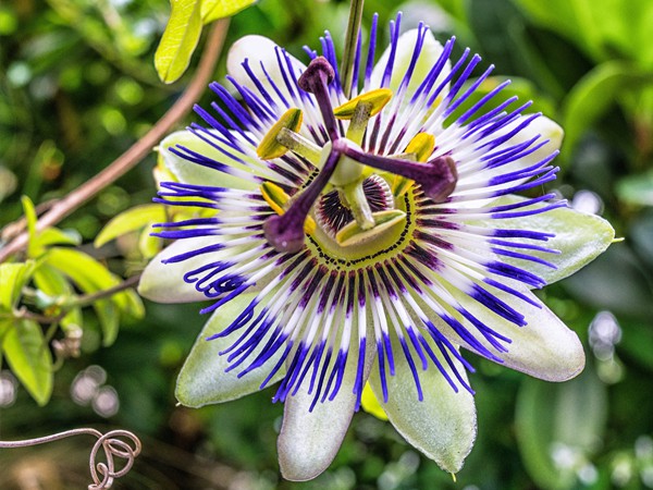 60 cms de haut dans un pot de 2L  Passiflora- Passiflore plantes   Plante grimpante  variété Bleu   env 