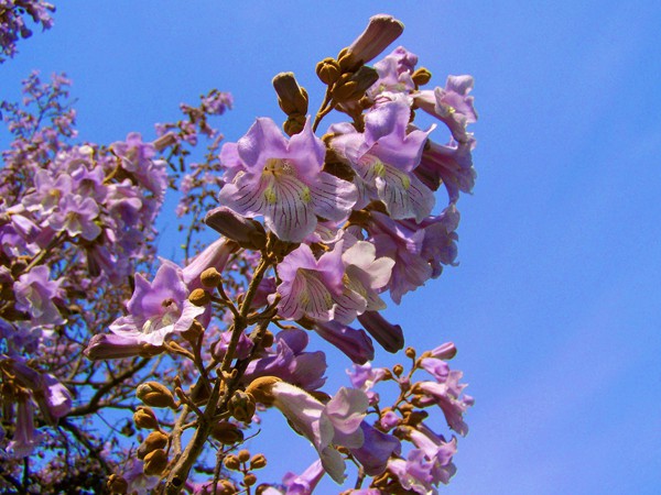 Paulownia