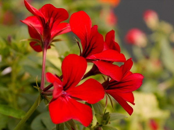 Pelargonium