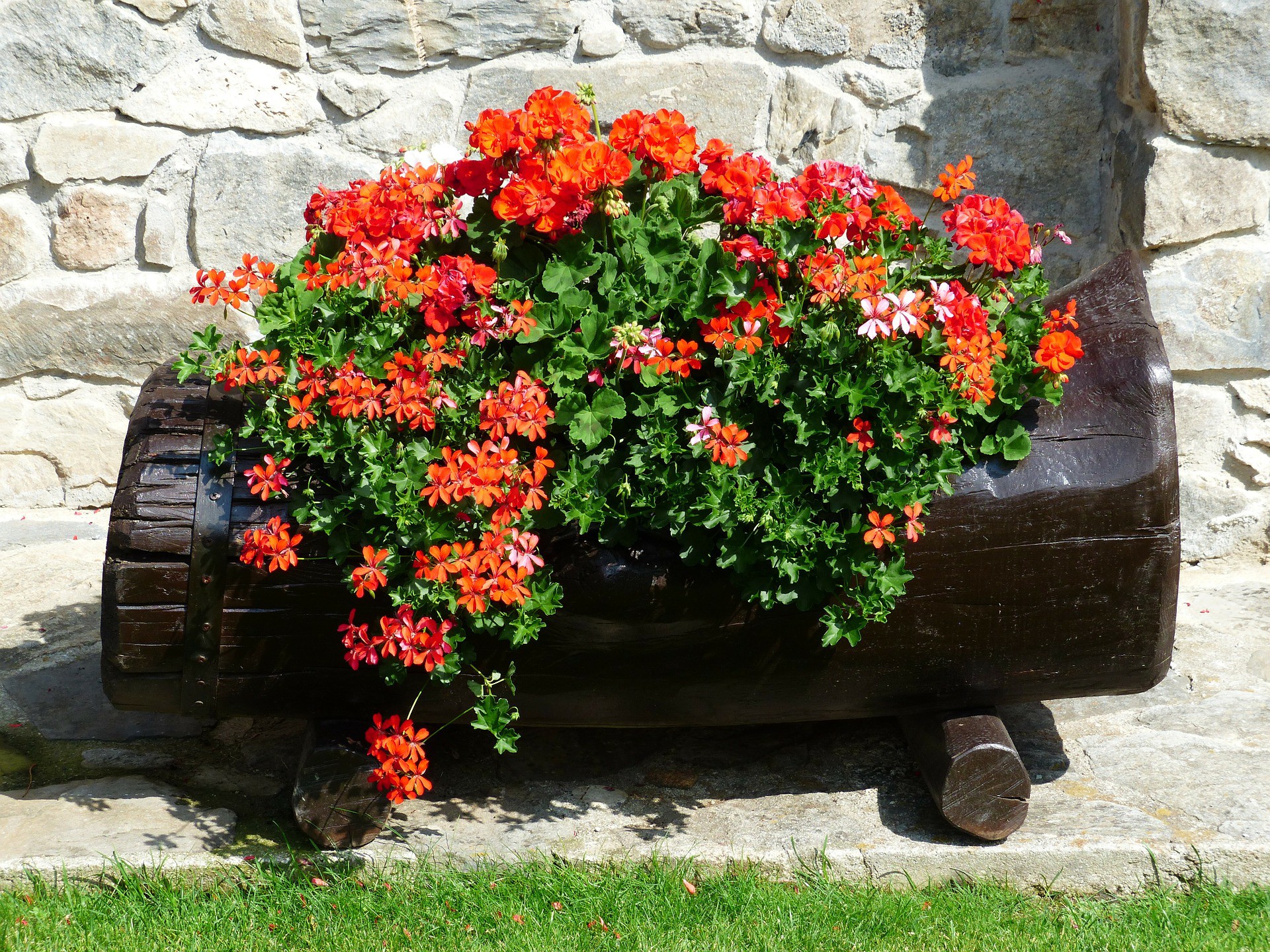 Pelargonium x hortorum